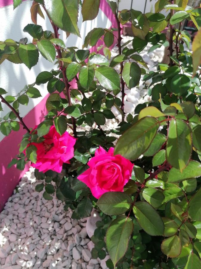 Westerland House Ribeira Brava Esterno foto