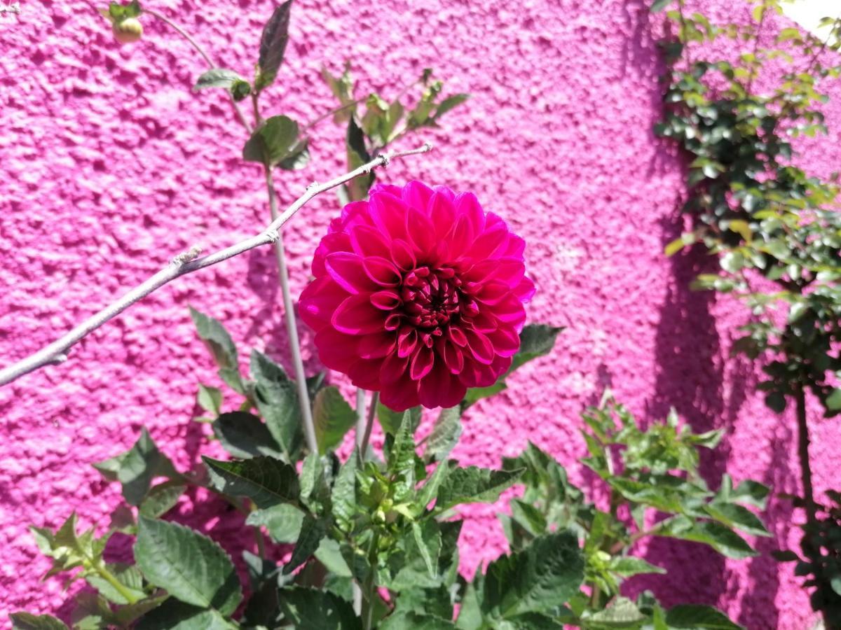 Westerland House Ribeira Brava Esterno foto